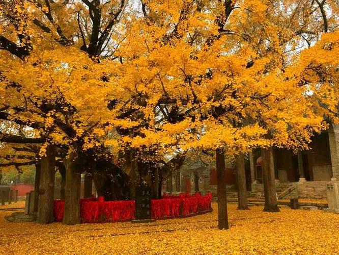 莒县旅游有哪些景点