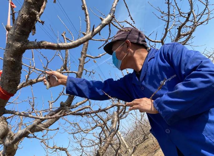 防疫春耕两不误沙古堆村基本完成樱桃树剪枝土专家全程指导