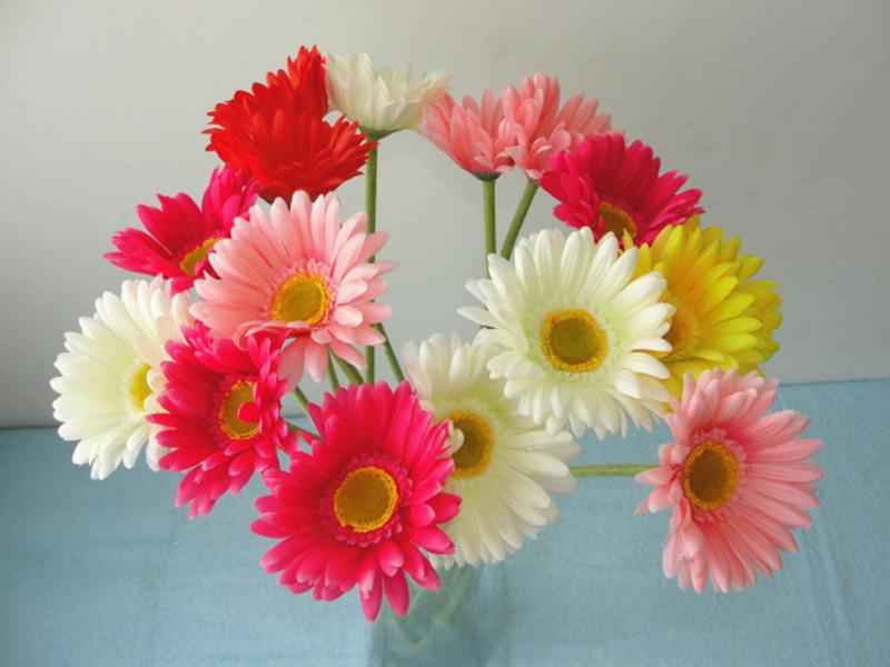 大阳花能过冬吗