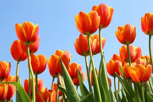 泰州这里的郁金香开了!3月20日起,花展将免费向市民开放