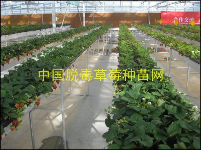 中国脱毒草莓种苗.