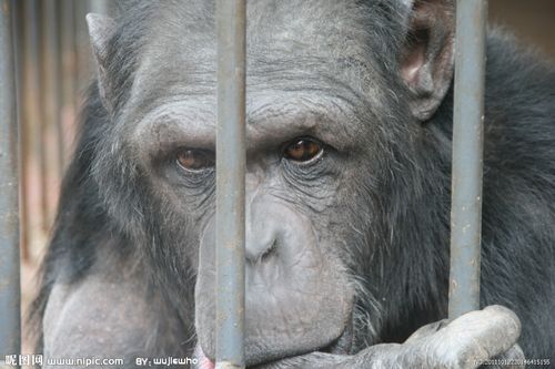 猩猩的眼神图片