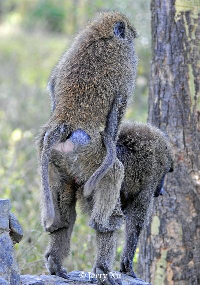 揭秘为了繁衍后代 动物的激情交配