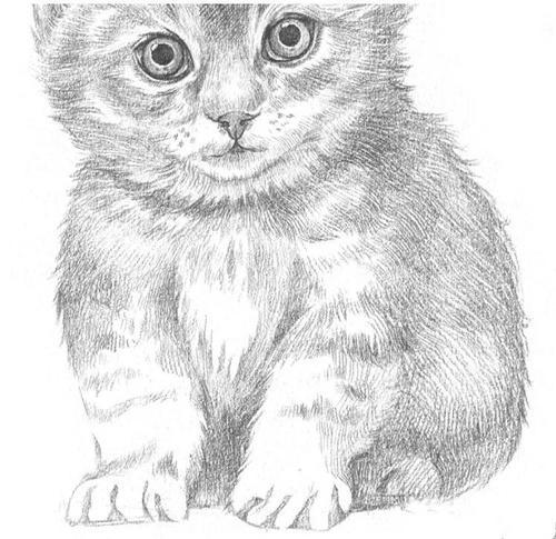 猫咪用素描怎么画?幼猫素描步骤图,适合初学者临摹