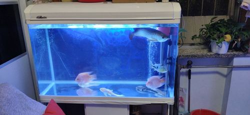 新开鱼缸及养的鱼鱼