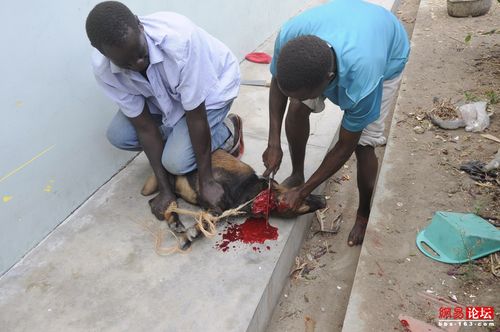 【转载】【坦桑采风】记录宰羊的全过程