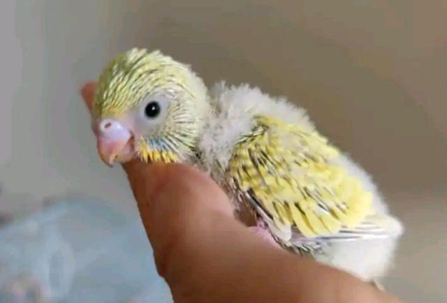 虎皮鹦鹉在哪些情况下不宜饲养?