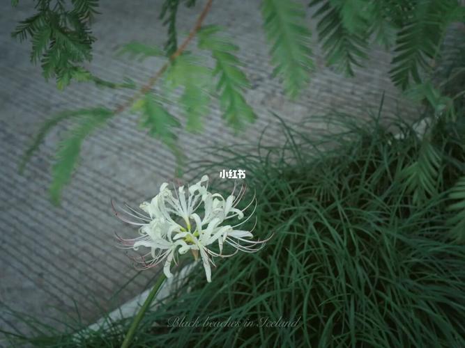 白色的彼岸花,曼陀罗华!_彼岸花_花语_家居家装_家居装饰_花艺