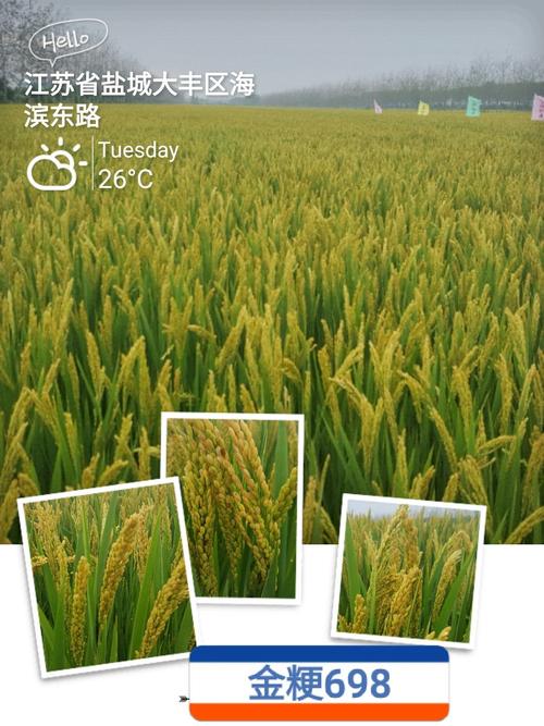 大穗早熟,宜直播中熟中粳水稻新品种"金粳698"由江苏高科种业强势推出