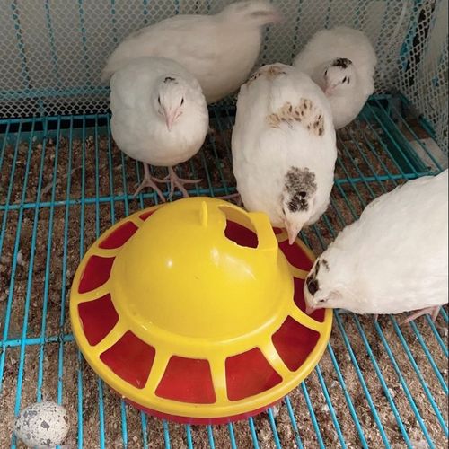 特价受精卵_鹌鹑种蛋鹌鹑蛋受精种蛋可孵化受精卵沙维肉鹌鹑种蛋鸟蛋