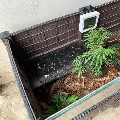 黄缘龟窝安缘闭壳龟躲避生态洞穴造景半水龟山龟乌龟房子高档