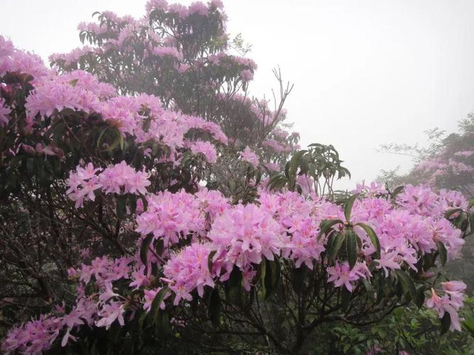 更富有视觉冲击力大明山的杜鹃花属于乔木杜鹃花不同于城市中的灌木