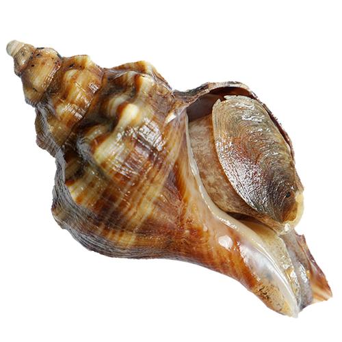 大连鲜活獐子岛海螺浆螺香螺响锣渤海湾海鲜非红里螺57只1斤