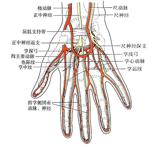 血管,神经  每一手指均有2条指掌侧固有血管,神经,分别行于各指掌面的