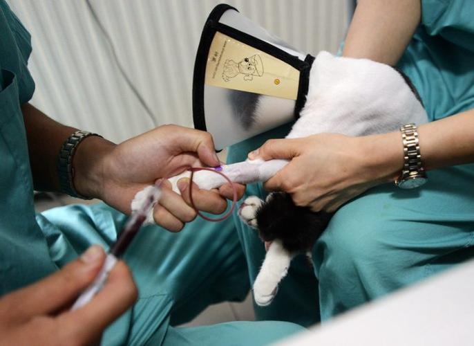 让血尽量流得快点,警长这时也不敢动,估计小东西知道身体里有针头