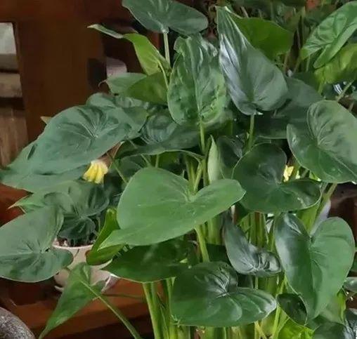 听说滴水观音有毒好奇男子故意尝了一下结果不停流口水