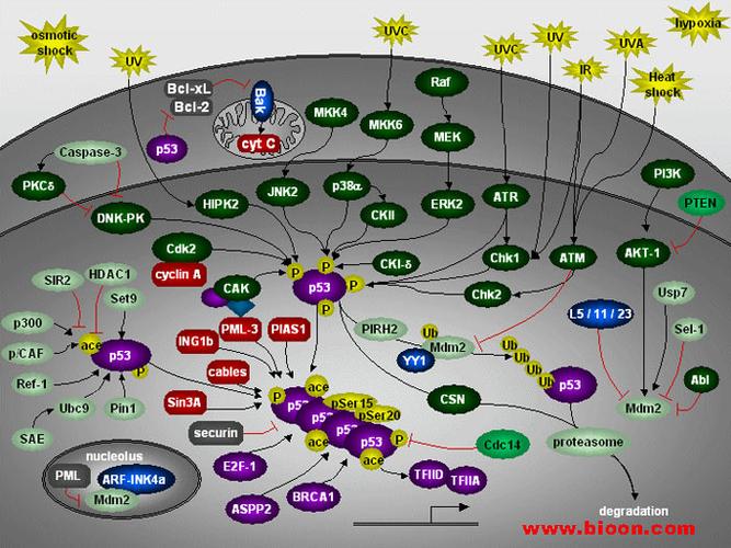 p53信号通路图点击信号分子查询相关抗体