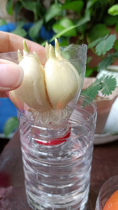 梦露的水培大蒜