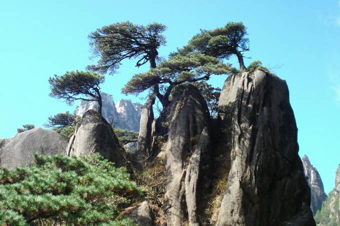 古朴坚挺,咬定岩逢,饱经岁月沧桑,依旧印咎啤堪拙右 白金换得青松树