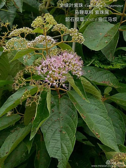 全缘叶紫珠,顾名思义,叶子是全缘的!