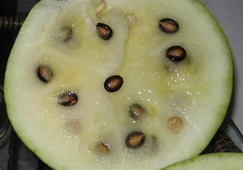 西瓜有白瓤的吗 西瓜有几种颜色