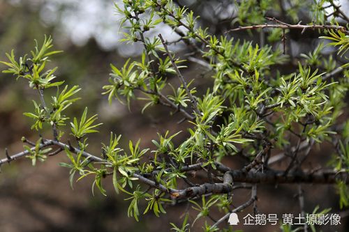 茶叶树,小叶鼠李,麻梨疙瘩树,北方茶叶树