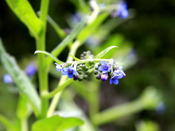 lossum /i>  i>zeylanicum /i> (vahl) brand)是紫草科琉璃草属植物