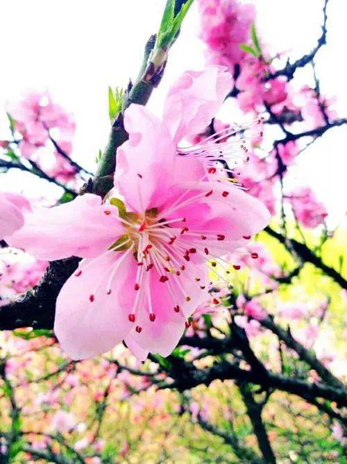 【宫平视听】林徽因:一首桃花