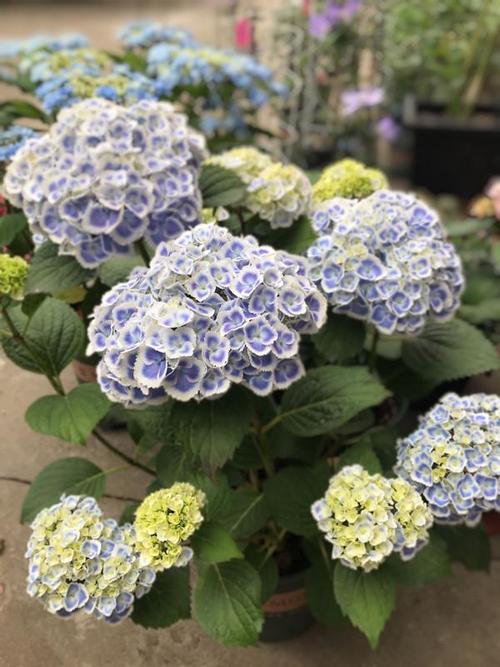 绣球花不只有无尽夏,这款也很漂亮,养护容易,花期长,值得拥有