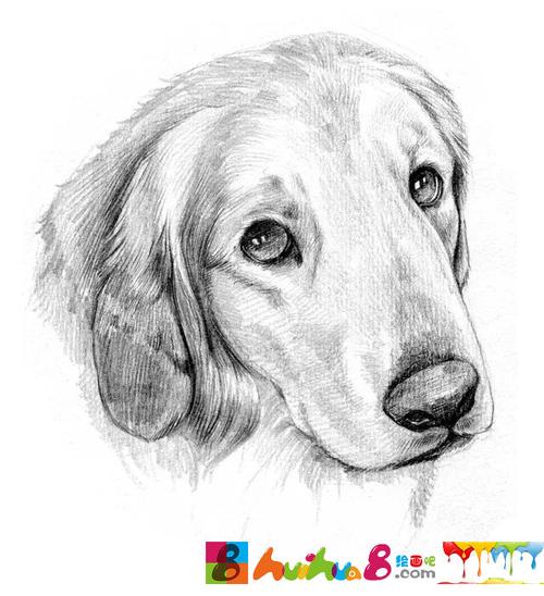 一组素描狗狗图片欣赏