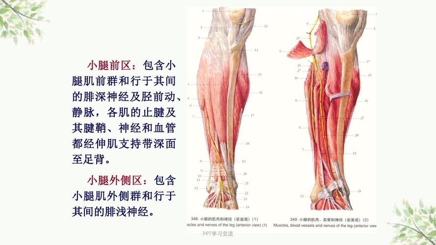 医用局部解剖学-小腿前区,外侧区和足背课件