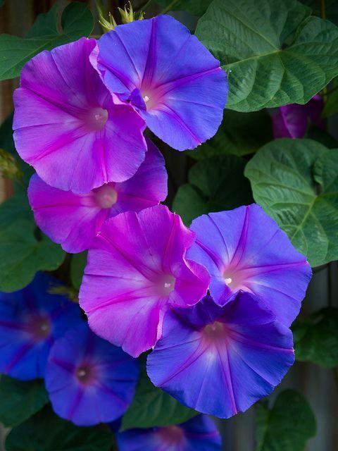 牵牛花和夕颜的区别?