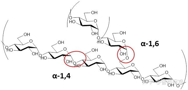 淀粉的结构