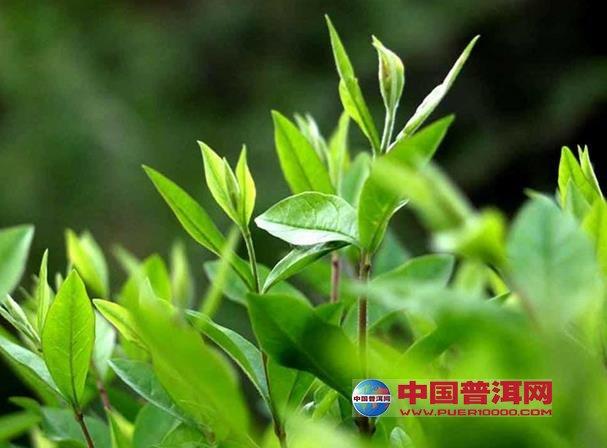 茶叶黄斑病毒病介绍