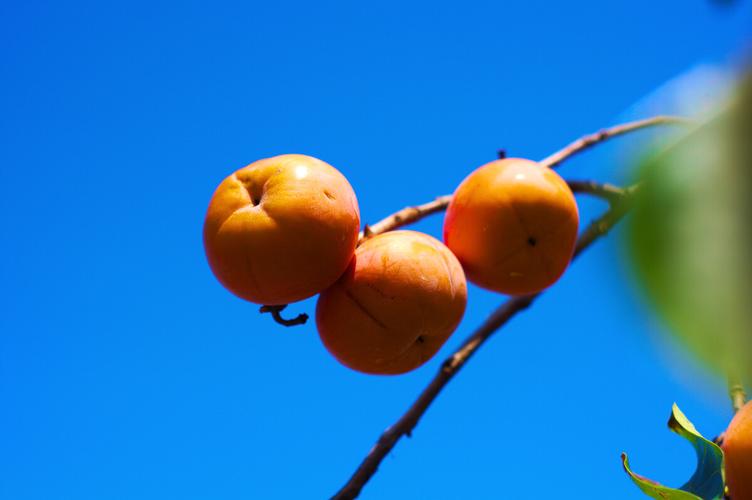 柿子节丰收节广西恭城