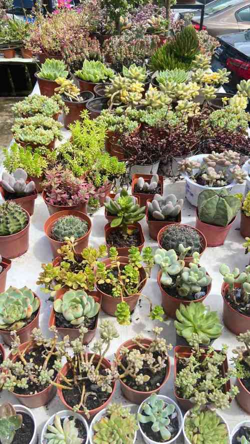 八卦岭花卉中心