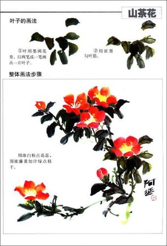 国画山茶花画法