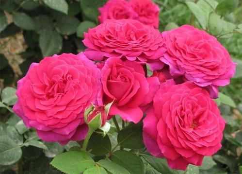 长治市花/市树/标志