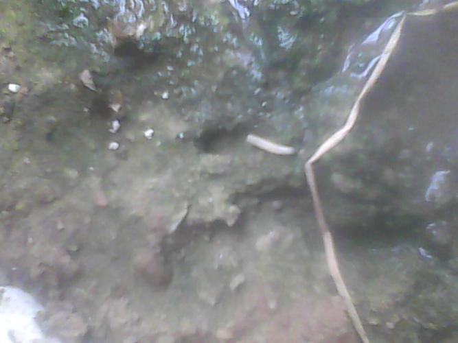 中间白色的虫是什么虫