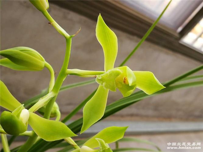蕙兰素心