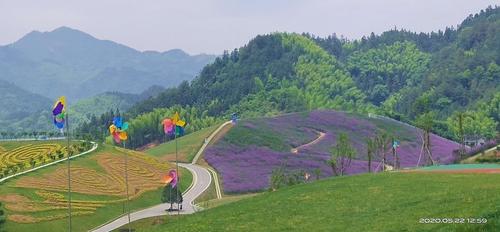 安化的茶山花海景区(20.5.22)