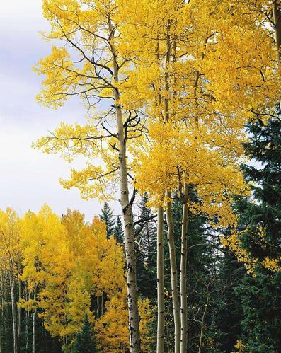 科 /a>杨属的植物, a href="#" data-lemmaid="5201871">落叶乔木 /a>