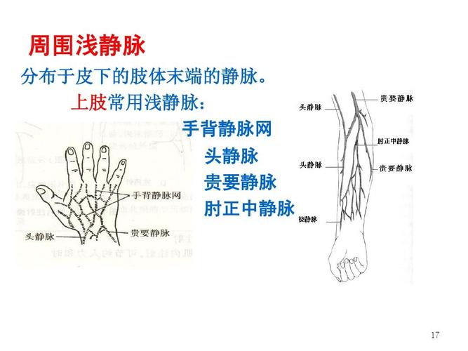 上肢常用浅静脉: 手背静脉网 头静脉 贵要静脉 肘正中静脉