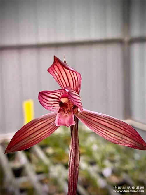 刘三红-春兰篇-中国兰花交易网社区