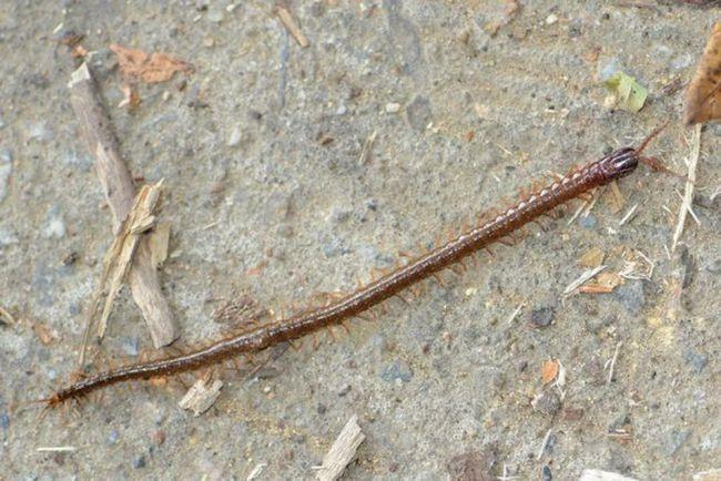 和南方大蜈蚣比,蚰蜒,蟑螂真的不足挂齿,它的独特之处