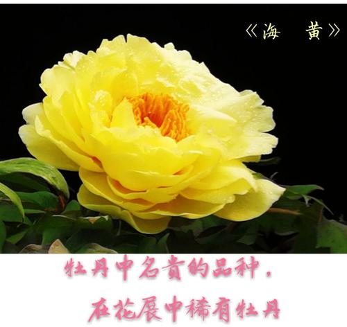 百花丛中最娇艳,牡丹花展现广州.谭谭 琦琦 摄影及整理2018年春节