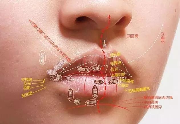 下面就让 杭州白墙画室的老师来教我们学习一下 ▲嘴巴结构 嘴巴结构