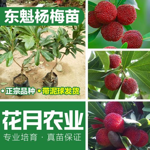杨梅树苗嫁接苗六月东魁杨梅苗正宗品种南方庭院种植保证真苗带叶视频