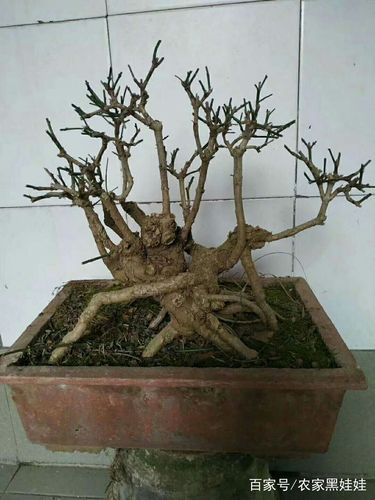 大个黄杨桩子和迎春桩子很多,有的造型好看!