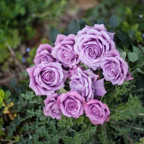 【水灵花园5加仑大苗】紫精灵/薰衣草女神 微月 月季